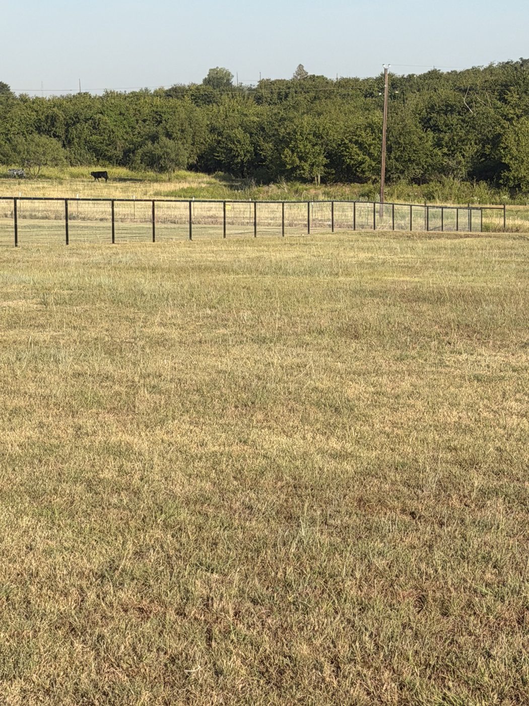 Field fence around a pasture with cattle grazing